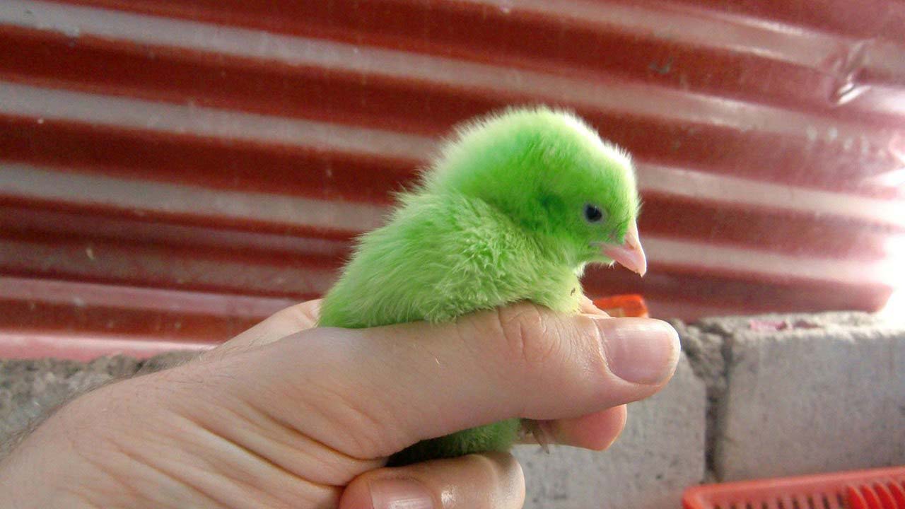 Village Visit & Easter Chicks