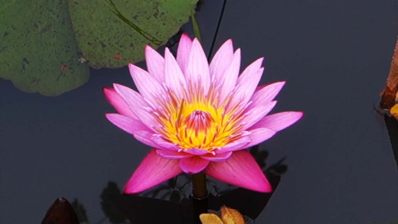 Lotus Garden in Udon Thani